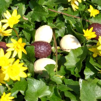 Oeufs caille 120g